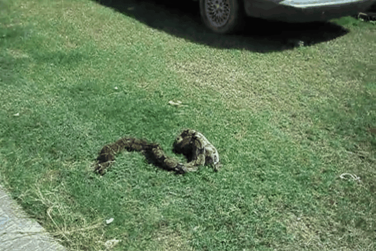 Imagen: Hujeutla: Aumentan reportes de víboras en viviendas del municipio