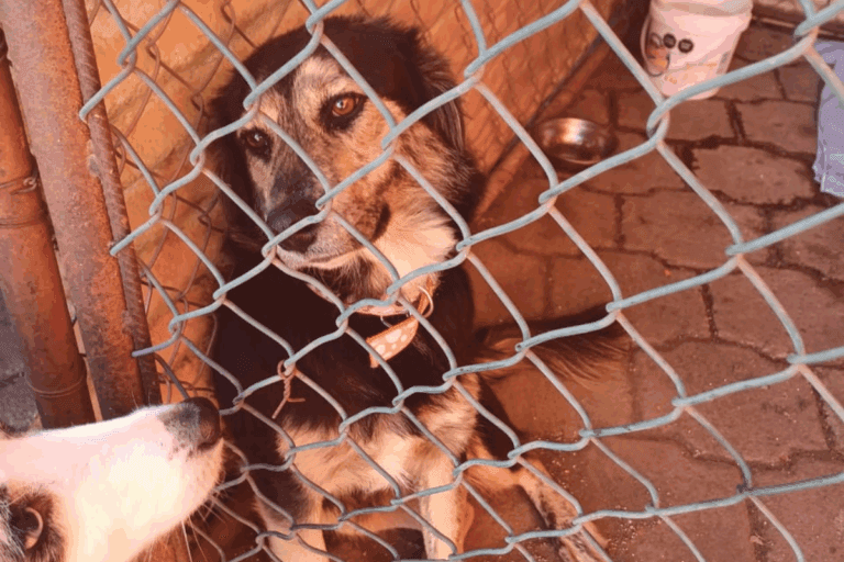 Imagen: Atotonilco el Grande: Más de 30 perros abandonados en lo que va del año