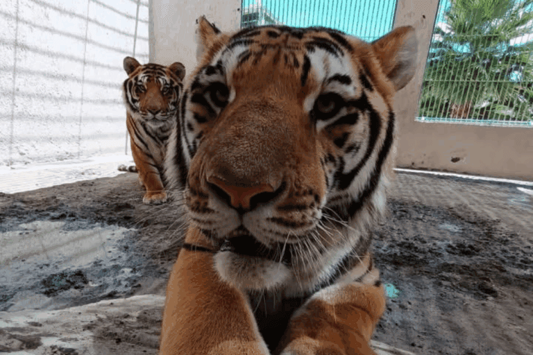 Imagen: Buscan reubicar a tigres de bengala en Tizayuca