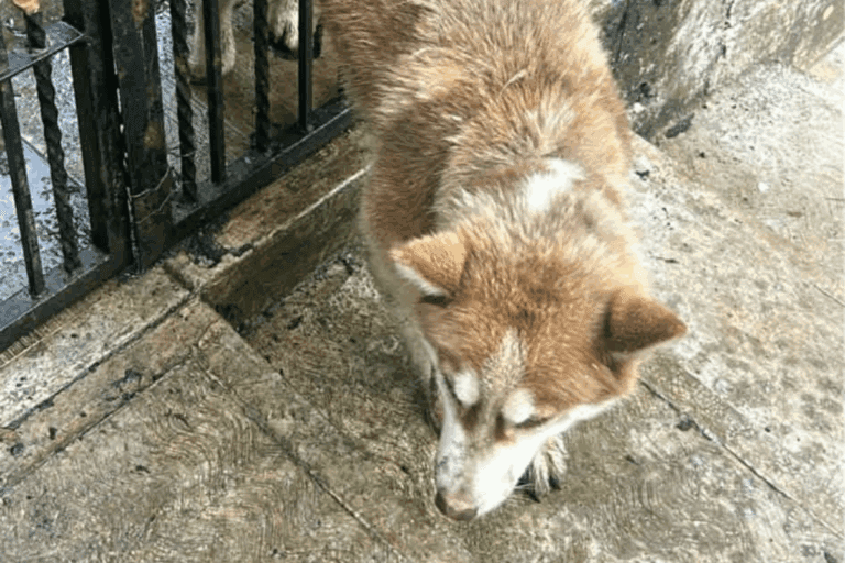 Imagen: Pobladores de Tlanchinol exigen investigar fallecimiento de un perro tras lesiones