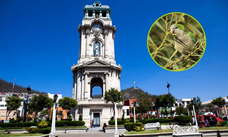 Imagen: Alerta en Pachuca: la invasión de la cotorra argentina amenaza la fauna local y el equilibrio ecológico