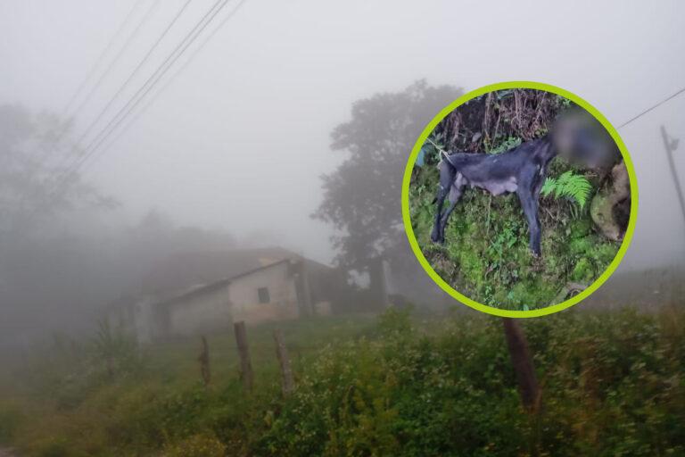Imagen: Catean domicilio en Zacualtipán por caso de maltrato animal
