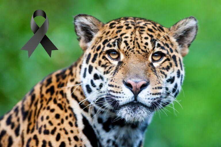 Imagen: ¿En qué consisten las iniciativas propuestas tras la muerte del jaguar Pacus?
