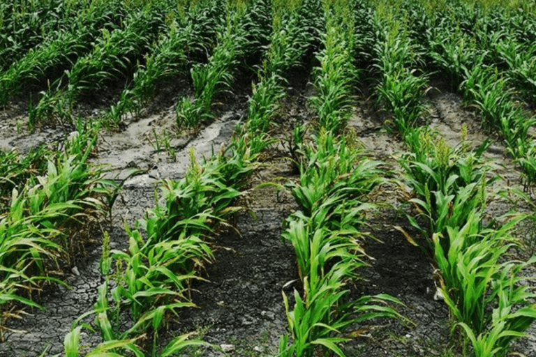 Imagen: Agricultores de cuatro municipios lidian con salitre en el Valle del Mezquital