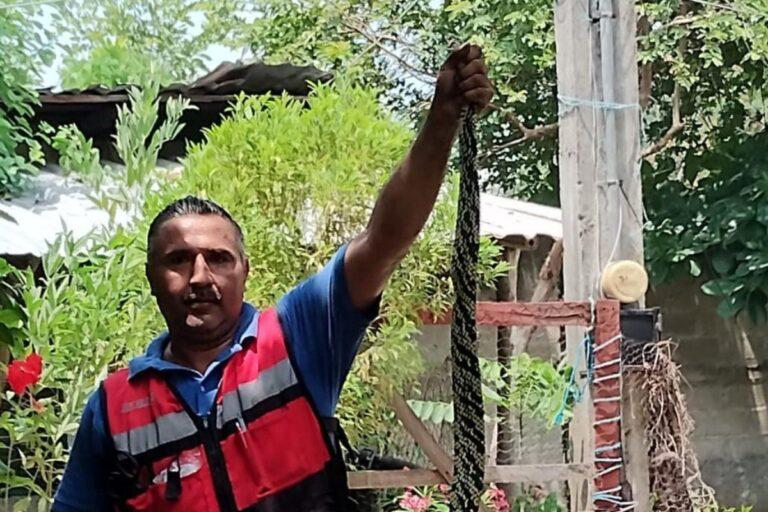 Imagen: Capturan serpiente de 2.7 metros al interior de un domicilio de Huejutla
