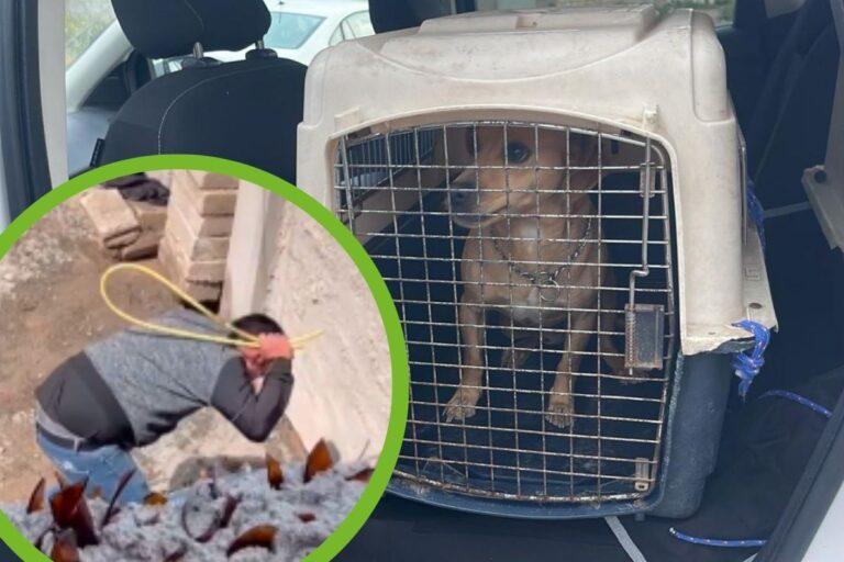 Imagen: Perritos son rescatados de dueño golpeador en Pachuca, tras filtración de video viral
