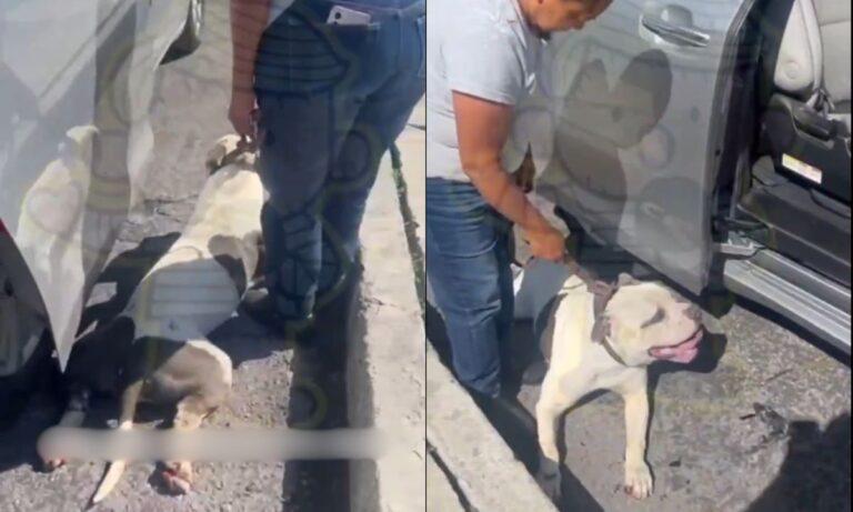 Imagen: Otra de maltrato animal: En Puebla, perro es amarrado a camioneta y arrastrado