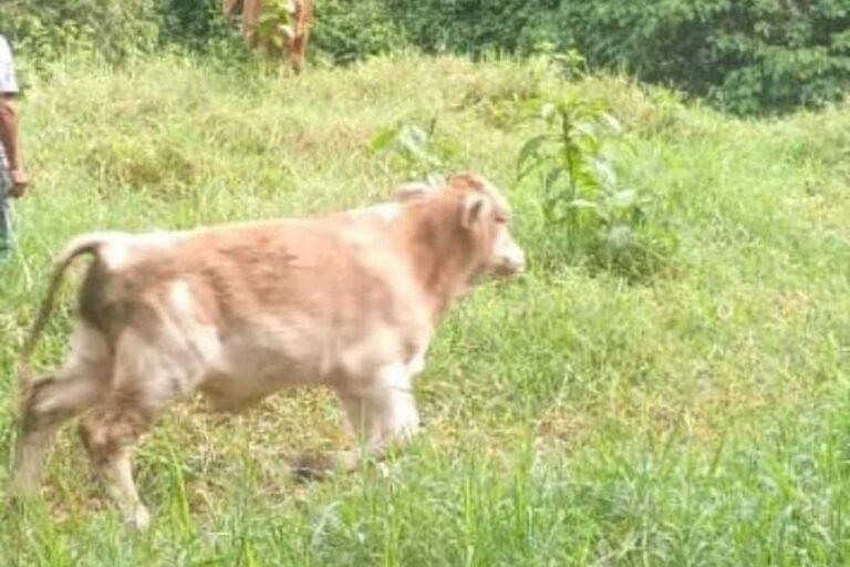 Imagen: Reportan en Tlanchinol la desaparición de becerros; piden ayuda para localizarlos