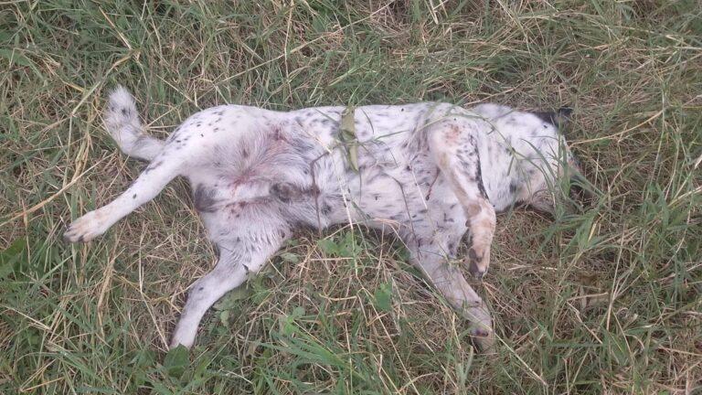 Imagen: ¡Con los lomitos no! Matan a golpes a cuatro perros, en Huejutla