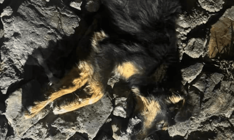 Imagen: Advierten sobre envenenamiento de varios perros, en Real del Monte