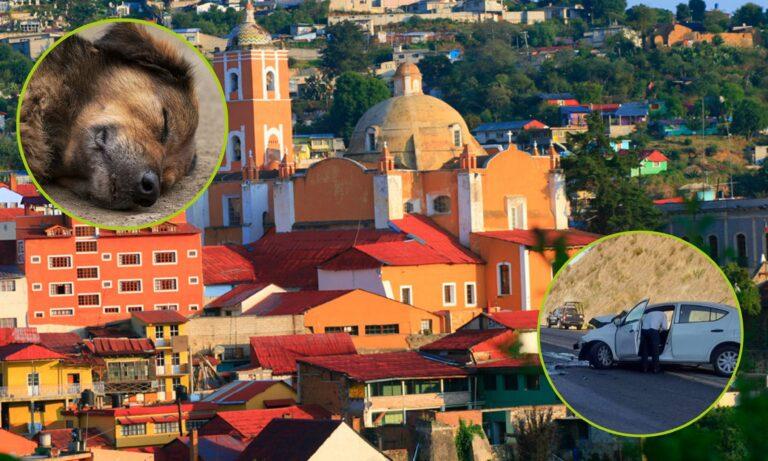 Imagen: Real del Monte enfrenta accidentes viales y envenenamientos caninos