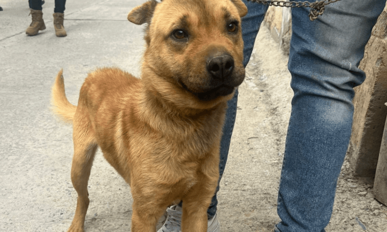 Imagen: Canes rescatados en Real del Monte llevan un mes en Control Canino