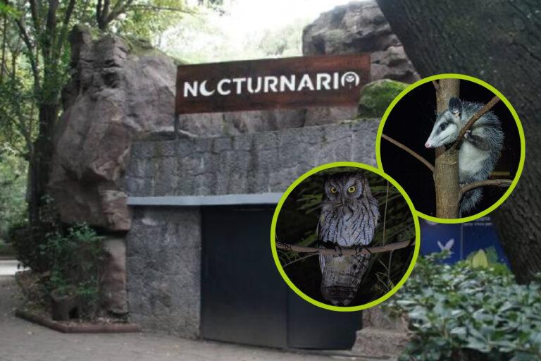 Imagen: Descubre la vida nocturna del bosque en el Nocturnario del Zoológico de Chapultepec