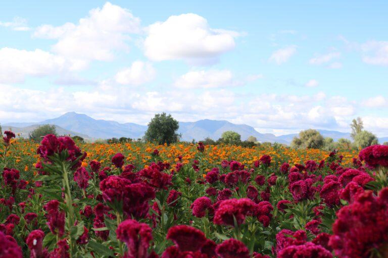 Imagen: ¿Ya tienes la flor para tu ofrenda? en campos del Doxey, Tlaxcoapan ya inició la venta