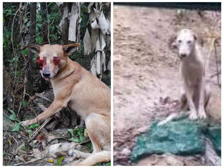 Imagen: Maltrato animal extremo, intentaron sacarle los ojos a una perrita en Huejutla
