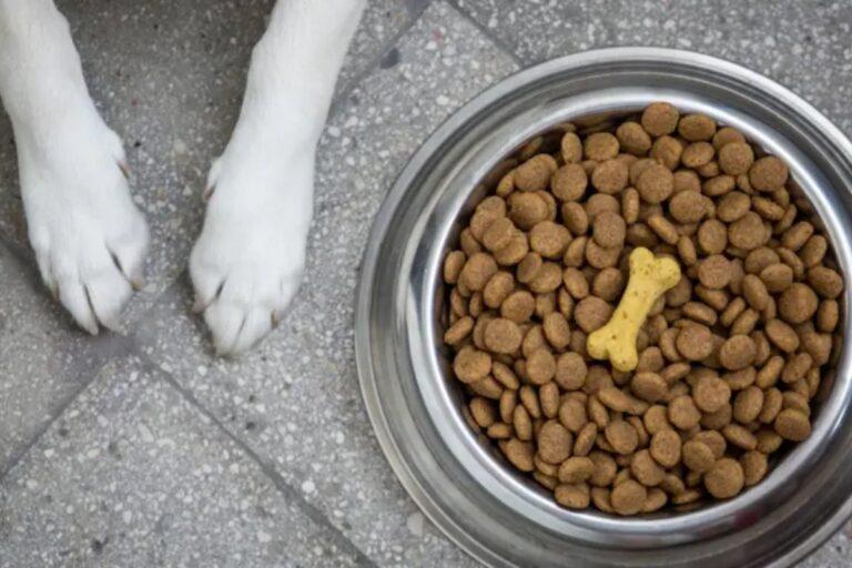 Imagen: ¡Únete al Croquetón 2024! Ayuda a más de 38 perros rescatados en Pachuca