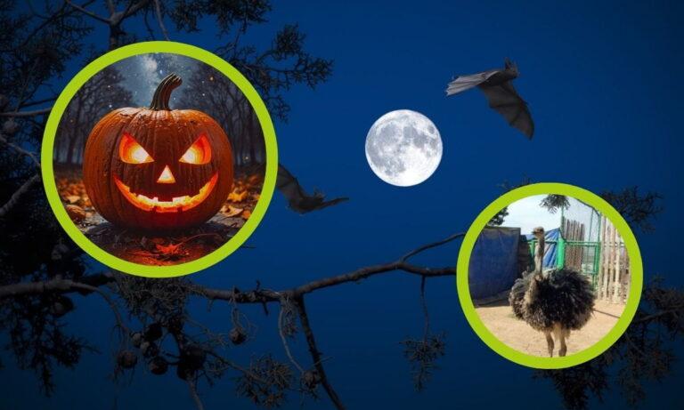 Imagen: ¿Listos para las Noches de Terror en el Zoológico de Tulancingo? ¡Ya puedes comprar los boletos!