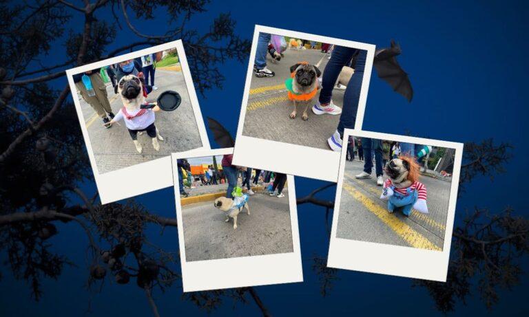 Imagen: Desfilan perros en Pachuca: Los lomitos se lucieron en la pasarela con sus disfraces
