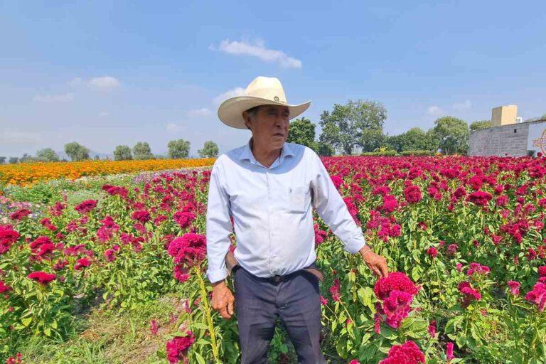 Imagen: ¿Cómo afecta a floricultores de Tlaxcoapan el cempasúchil chino?