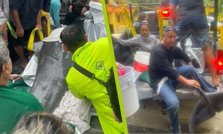 Imagen: Quintana Roo: Captan el rescate de un delfín tras el paso de la tormenta Nadine; checa el video