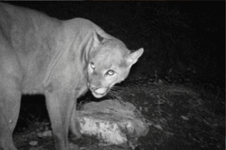 Imagen: Avistan puma en carretera Metztitlán