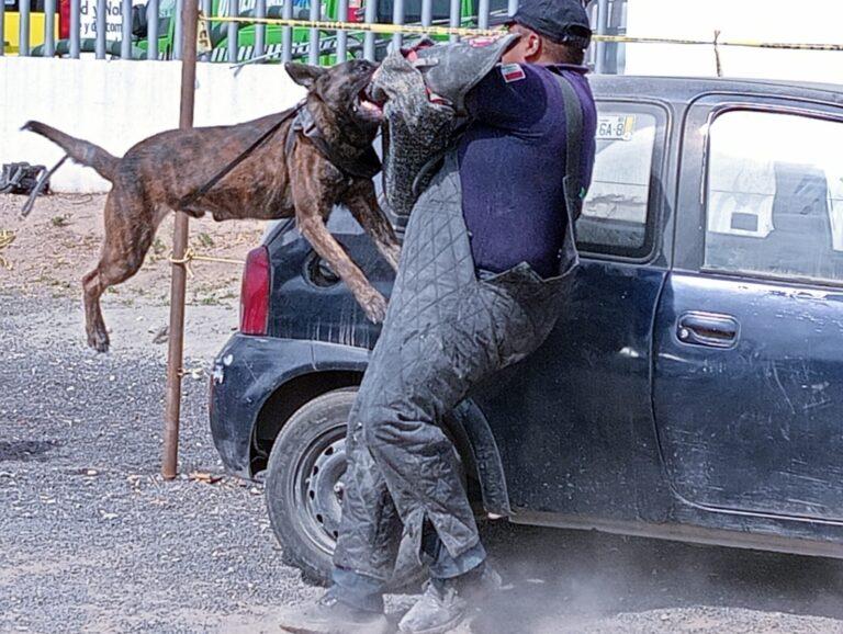 Imagen: Héroes de cuatro patas: la unidad canina K9 de Mineral de la Reforma
