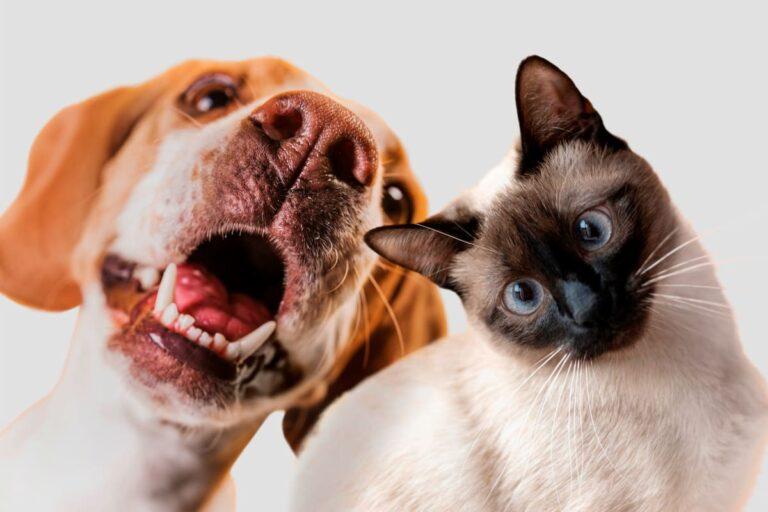 Imagen: ¿Tienes perros y gatos? En Pachuca harán una campaña de esterilización; checa las fechas