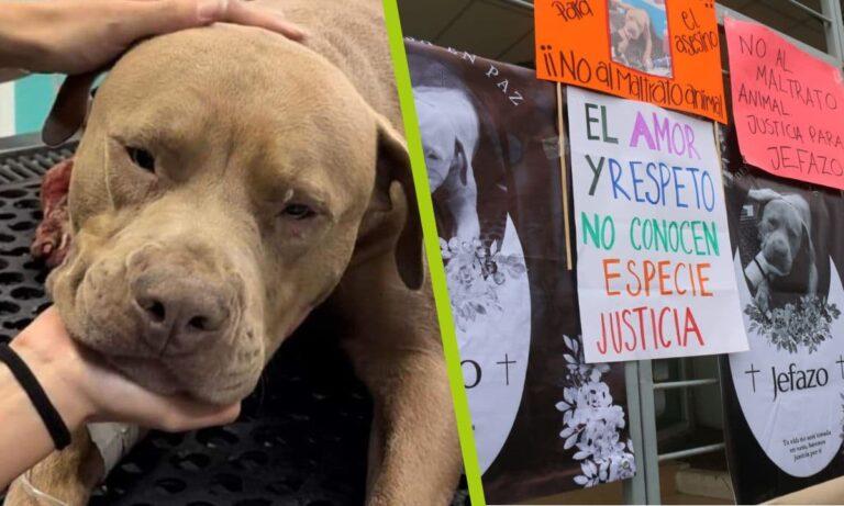 Imagen: ¡Justicia para Jefazo! Fijan fecha en la que el agresor del perro podría recibir su sentencia