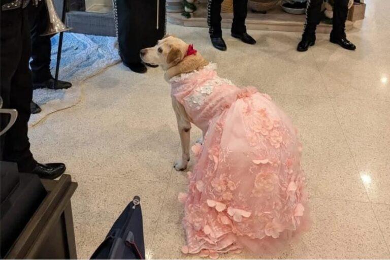 Imagen: Viral: perrita quinceañera celebra sus XV años con mariachi y vestido rosa