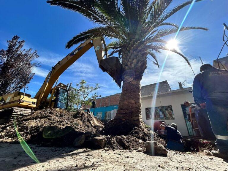 Imagen: Apan recibe palmera de 50 años, pero genera preocupación, esto se sabe