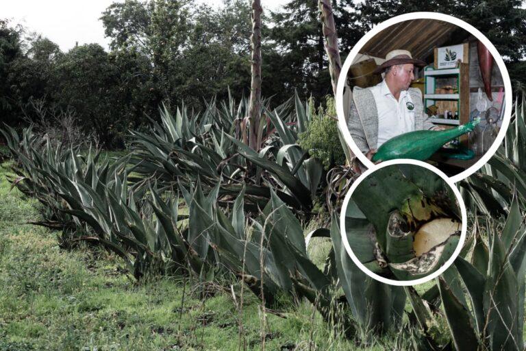 Imagen: Directo del tinacal: festeja el día del Pulque, en Singuilucan