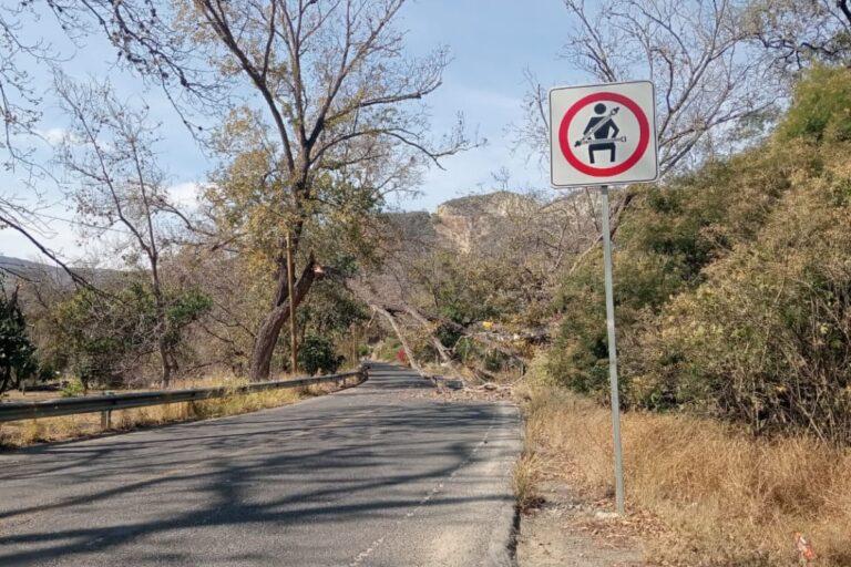 Imagen: Árbol en carretera Venados-Metztitlán obstaculiza tránsito y genera riesgos