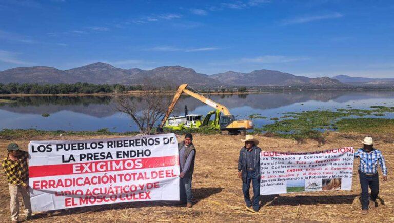 Imagen: Reiniciarán la trituración de lirio en la presa Endhó
