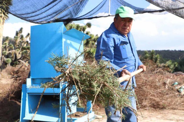 Imagen: ¿Tienes árboles navideños naturales? La Semarnath opera una campaña para su reciclaje