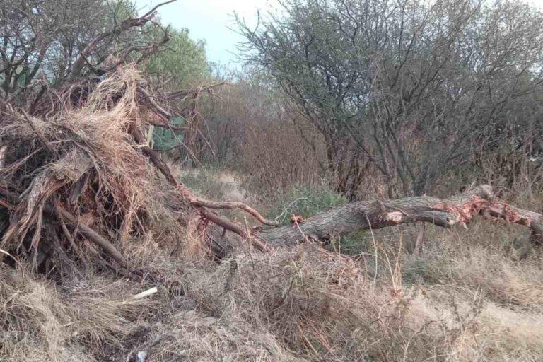 Imagen: Vecinos acusan ecocidio en localidad de Tula