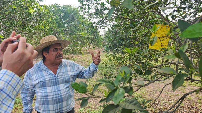 Imagen: Plaga de dragón amarillo amenaza a los productores de naranja de la Huasteca