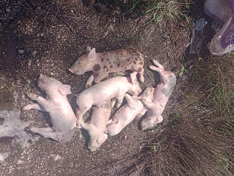 Imagen: Acusan muertes de animales por el mosco culex, en Tula y Teltipán