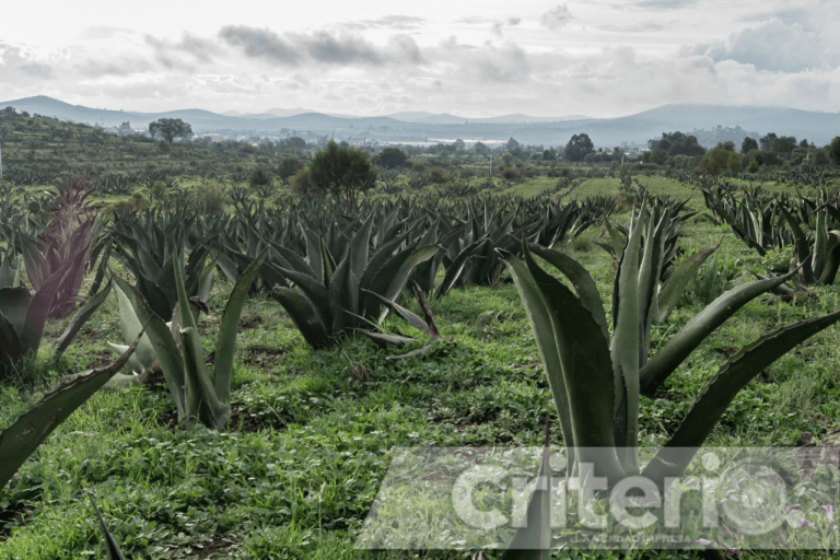 Imagen: Descubre la historia detrás del destilado de pulque