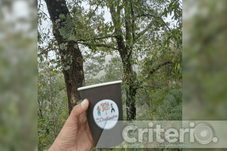 Imagen: Descubre el Bosque de Niebla con los Café Tours de Del Costumbre Café