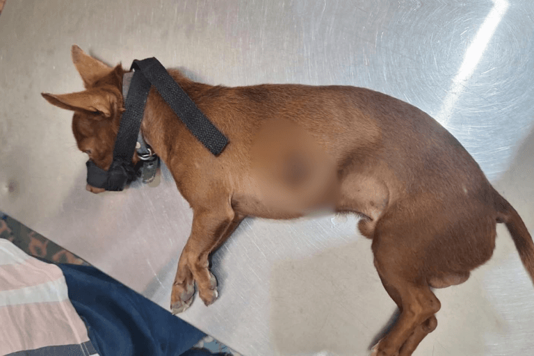 Imagen: Maltrato animal en San Felipe Orizatlán, Hidalgo: nuevo caso de crueldad contra un perrito