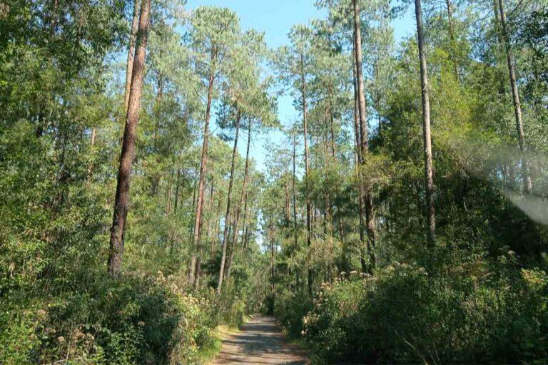 Imagen: Se han invertido 17.1 mpd en la conservación de bosques de la Sierra Alta, en Hidalgo