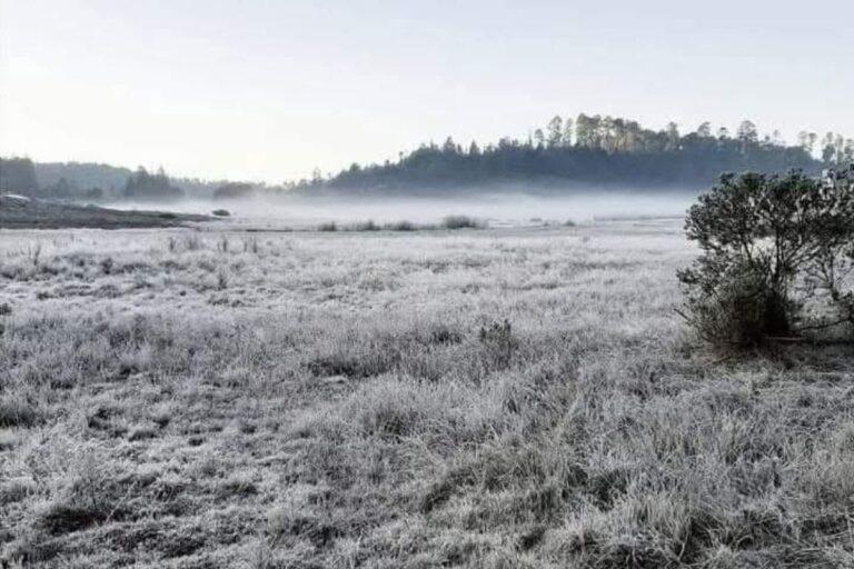 Imagen: Fenómenos climáticos afectan cultivos y producción pecuaria en la Sierra y Huasteca