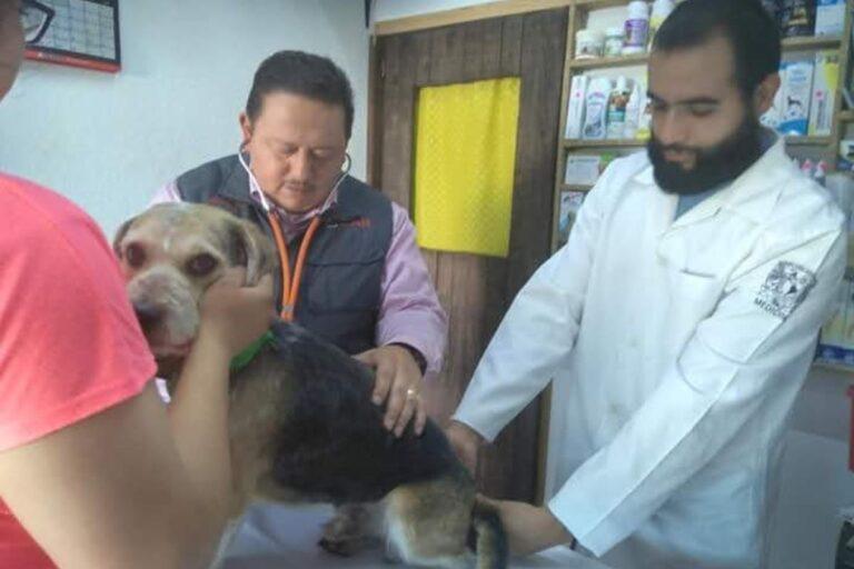 Imagen: Custodia responsable, fundamental para labor de veterinarios: docente de UAEH