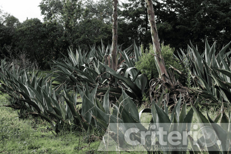Imagen: Fiesta del maguey: arte, música y pulque en el cierre de la Escuelita Campesina