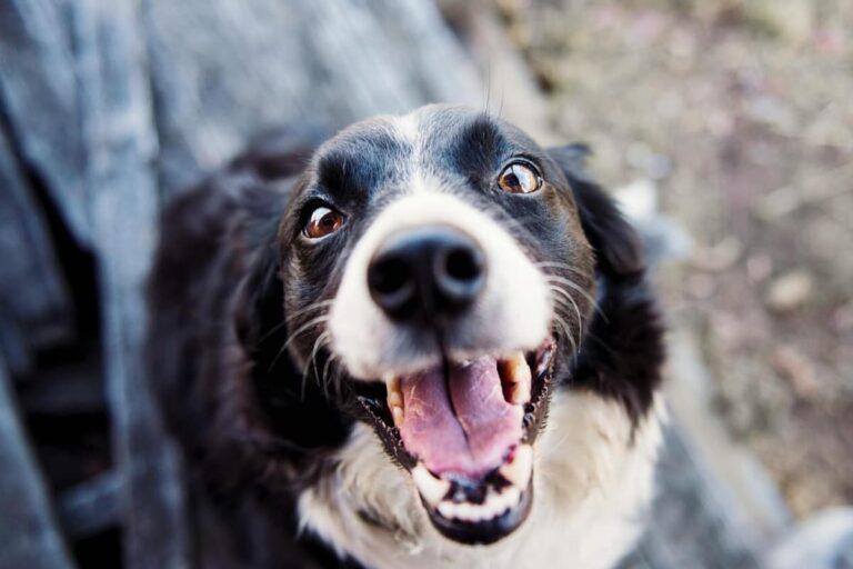 Imagen: ¿Tu perro sufre de ansiedad? Causas, síntomas y cómo ayudarlo