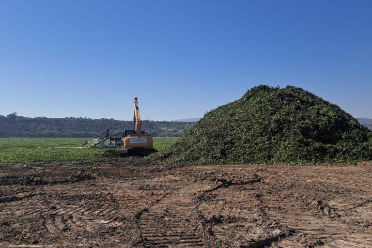 Imagen: ¿Qué harán las autoridades para impedir el paso de lirio a la presa Endhó? Te contamos la estrategia