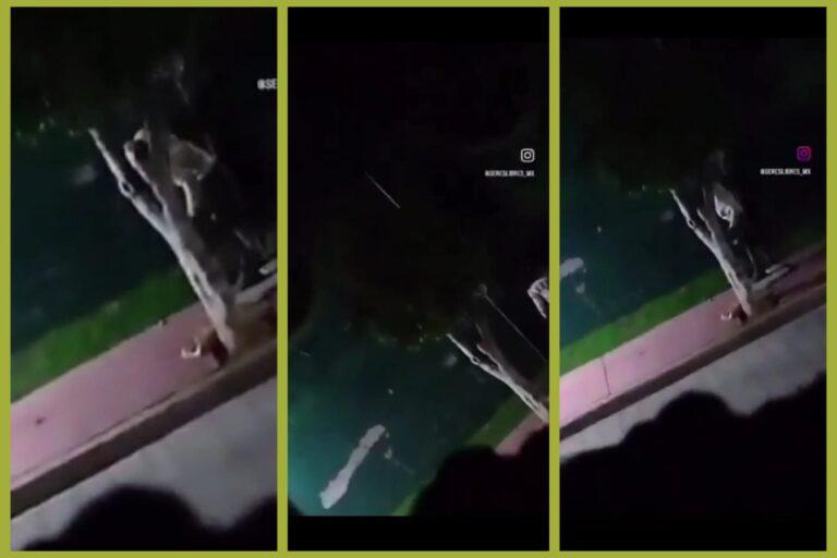 Imagen: Video.Estado de México: Detienen a sujeto por brutal maltrato animal en Chimalhuacán