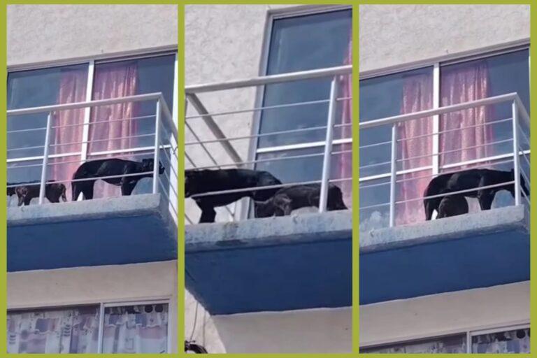 Imagen: Maltrato animal: vecinos de Mineral de la Reforma piden atención a caso en fraccionamiento