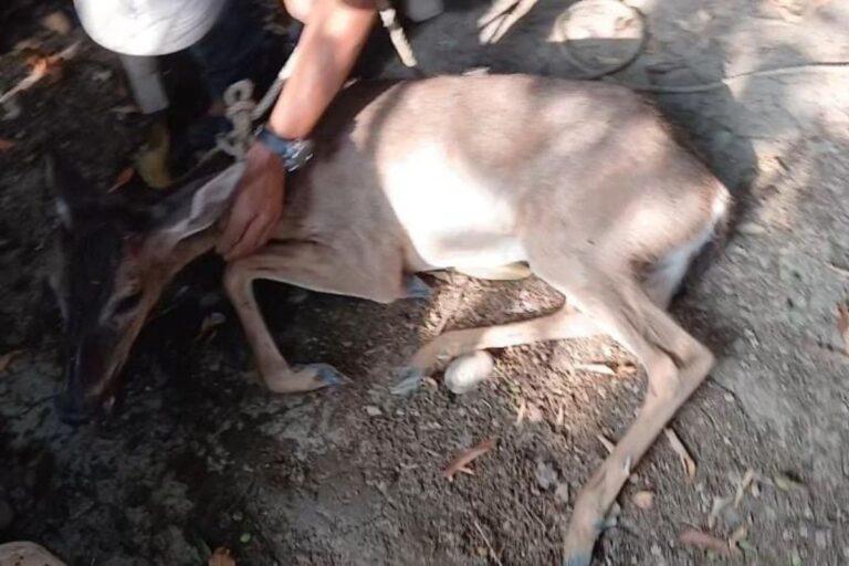 Imagen: Venado cola blanca sorprende a familia de Huejutla al ingresar a su domicilio