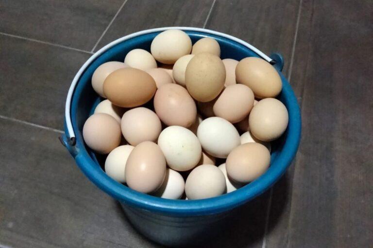Imagen: Hasta $5, el precio de huevo orgánico en el Mezquital